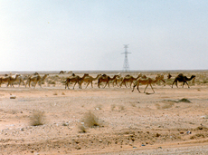 Wüste-Kamele-2.jpg